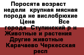 Поросята возраст 4 недели, крупная мясная порода(не вислобрюхие ) › Цена ­ 4 000 - Все города, Ступинский р-н Животные и растения » Другие животные   . Карачаево-Черкесская респ.